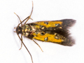 Chrysoclista linneella